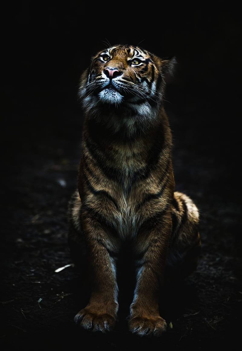 black tiger wallpaper 4k