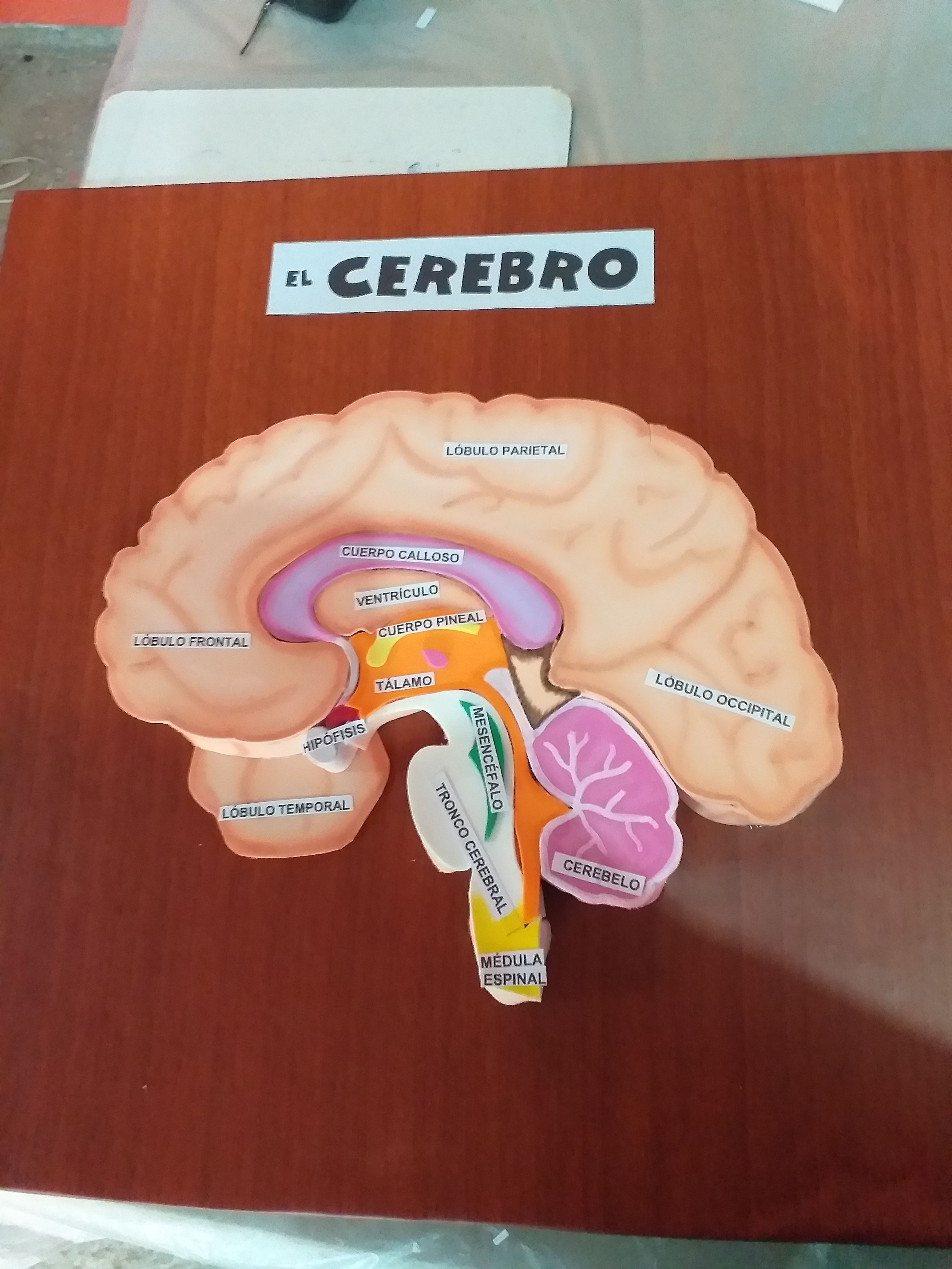 como hacer un cerebro con goma eva