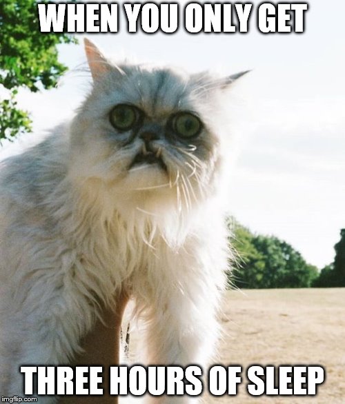 sleep deprived cat meme