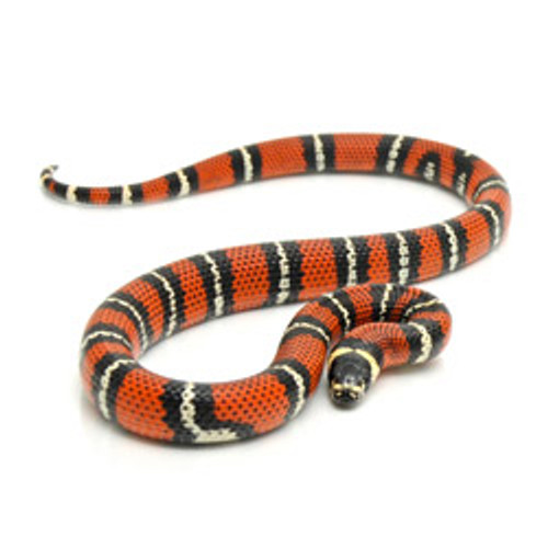 milk snake for sale