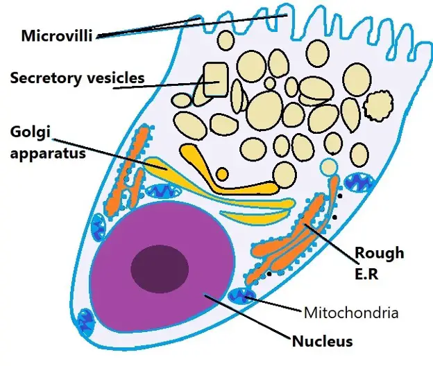 goblet cell diagram