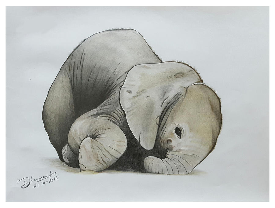 elephant color drawing