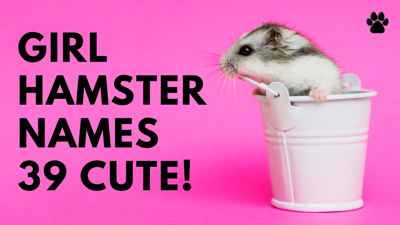 cute female hamster names