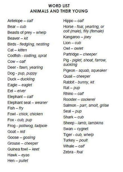 other words for animals