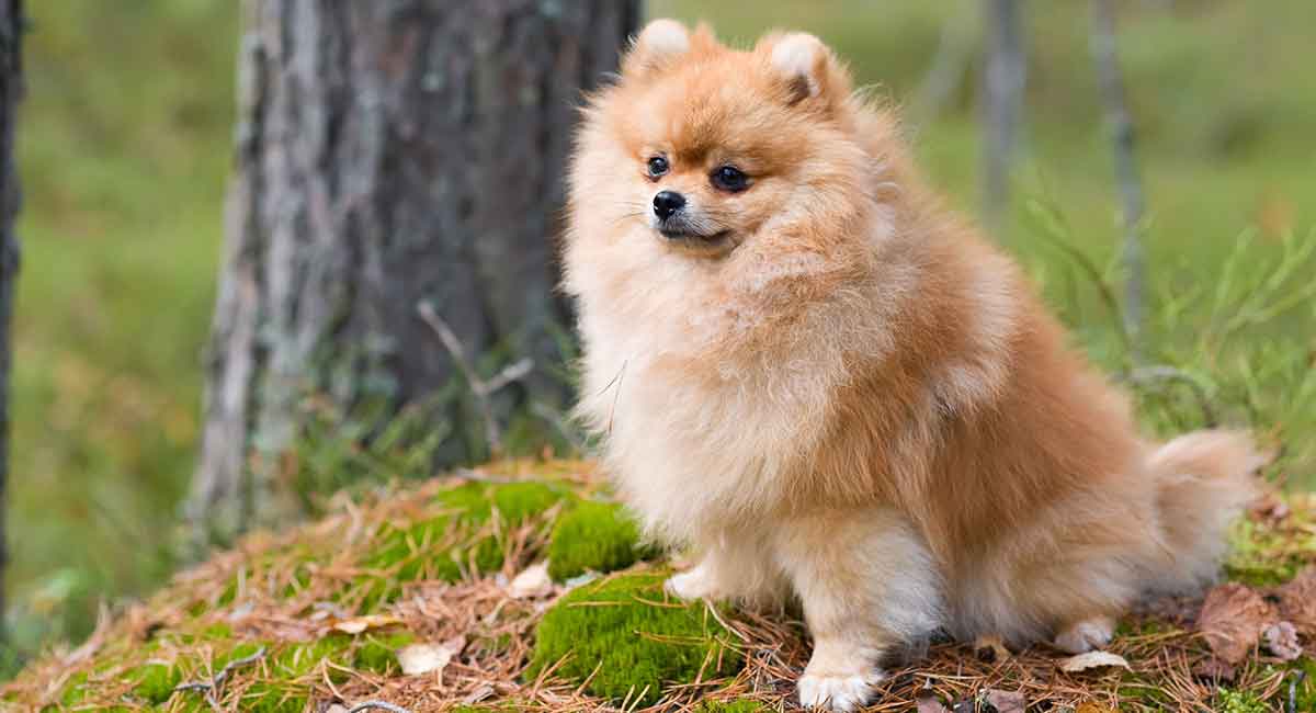 pomeranian life span