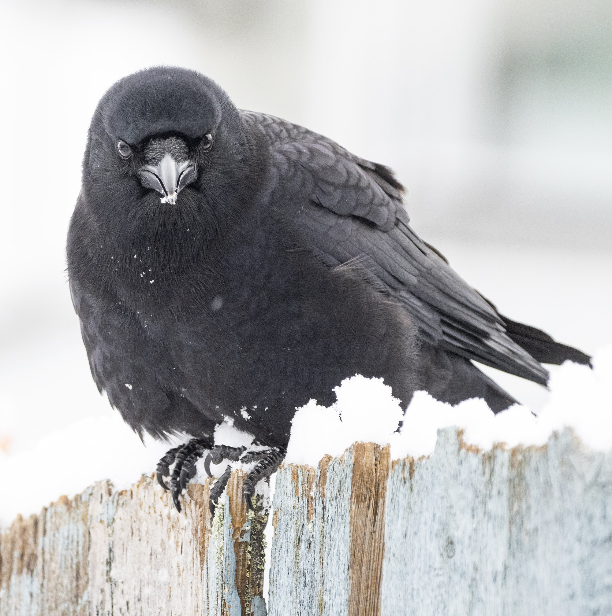 snow crows