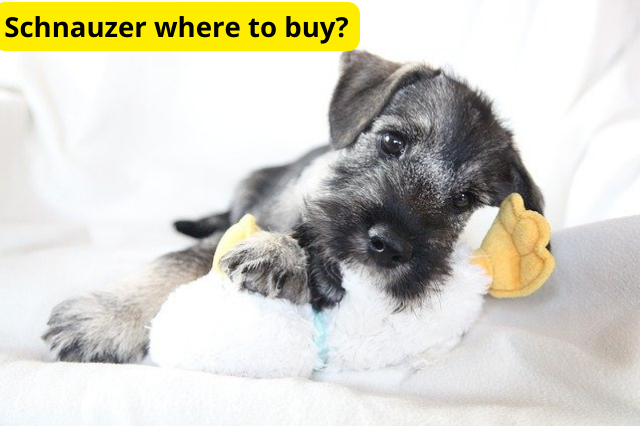 buying a schnauzer puppy