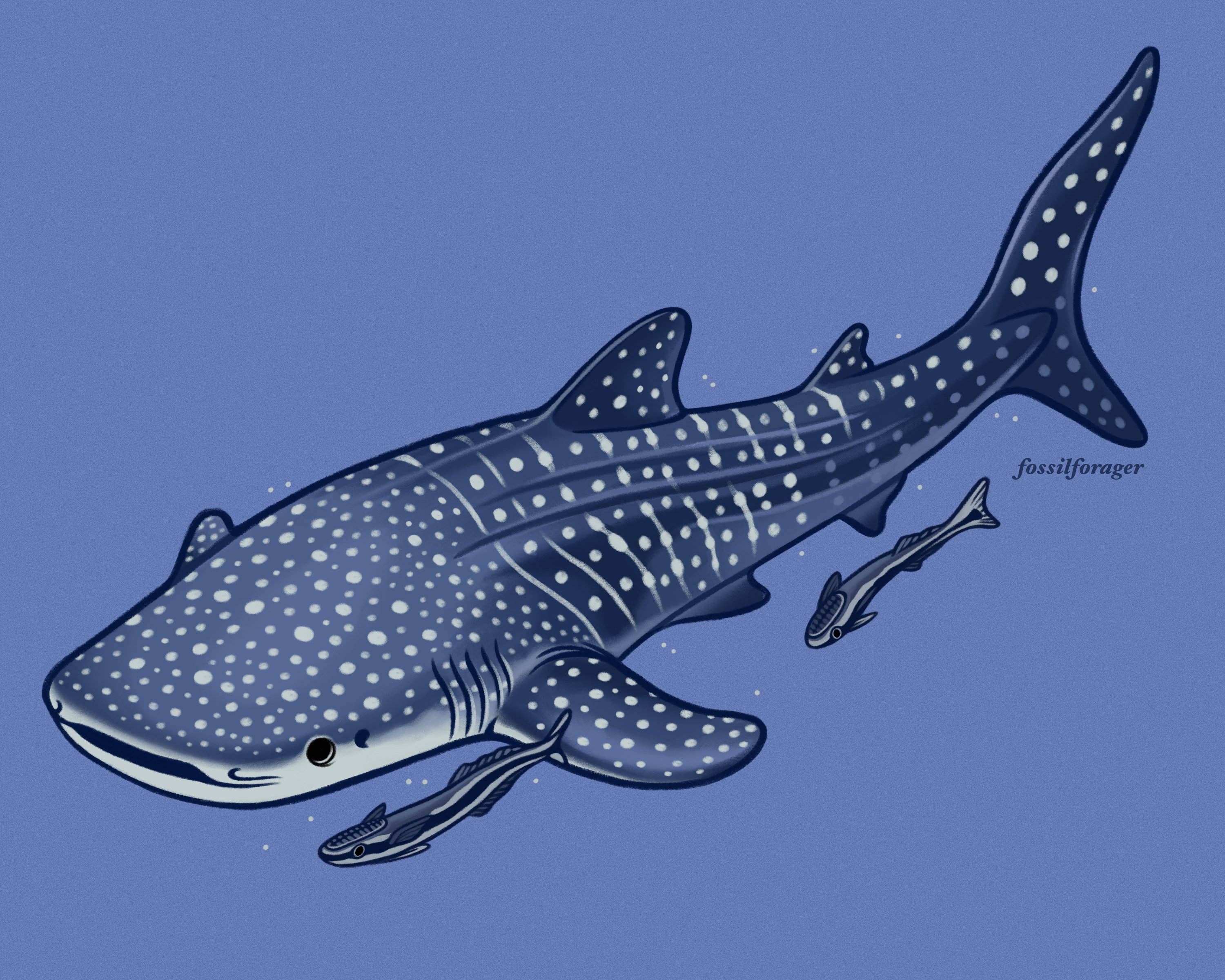 cute whale shark