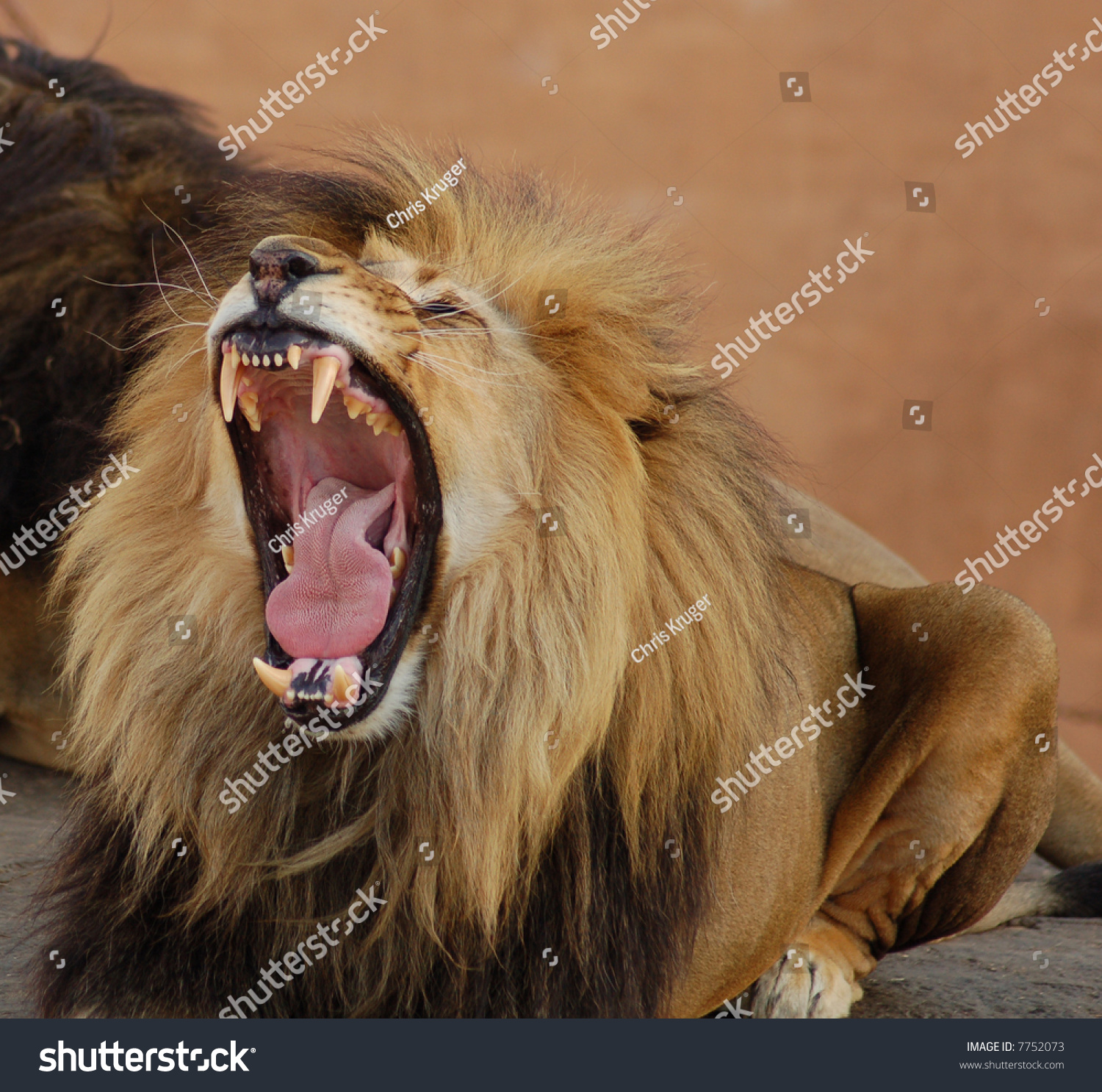 biting force of lion