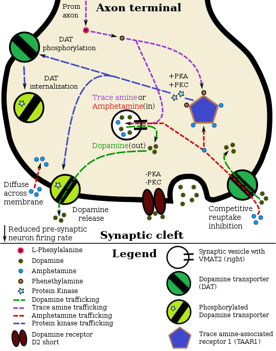 gabapentin and adderall interaction