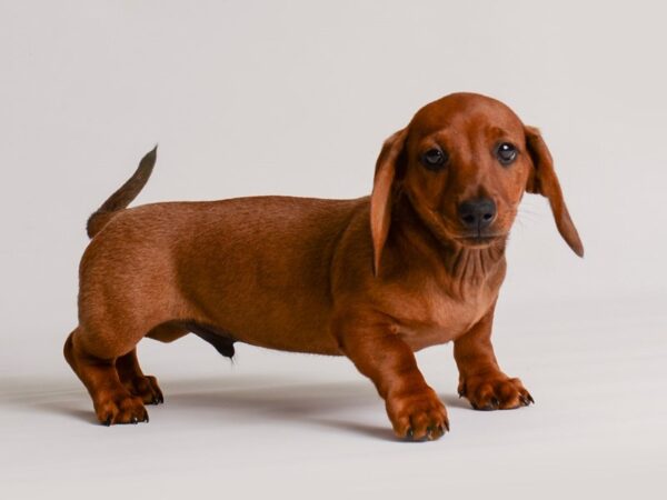 male dachshund