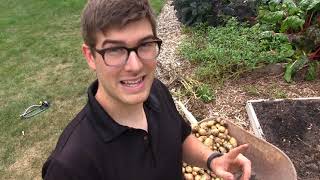 migardener potatoes