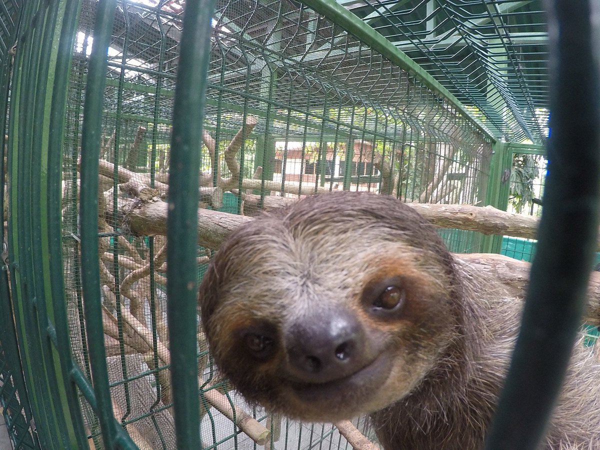 sloth sanctuary uk near me