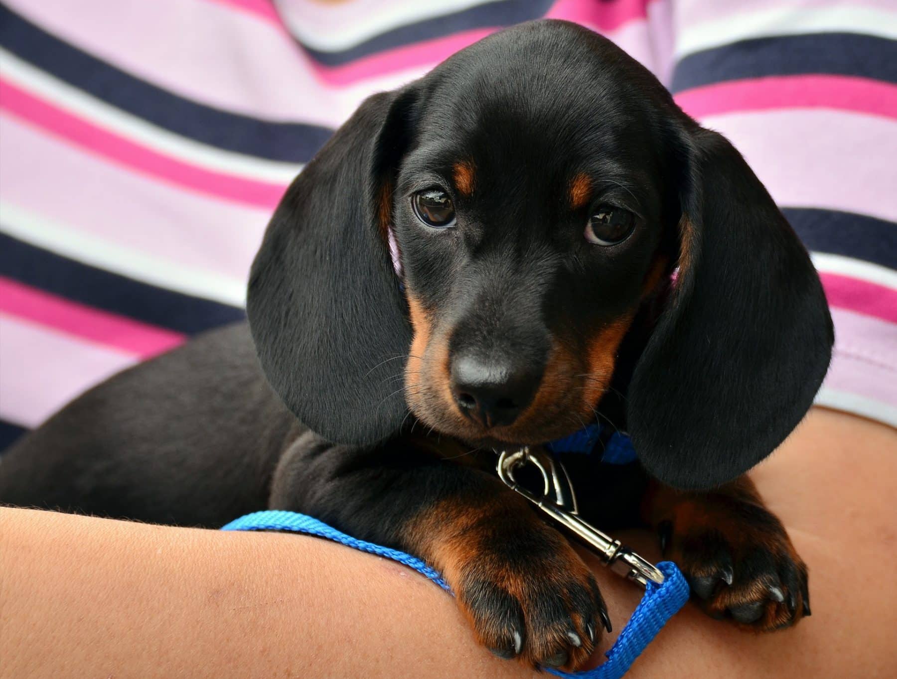 pictures of a dachshund puppy