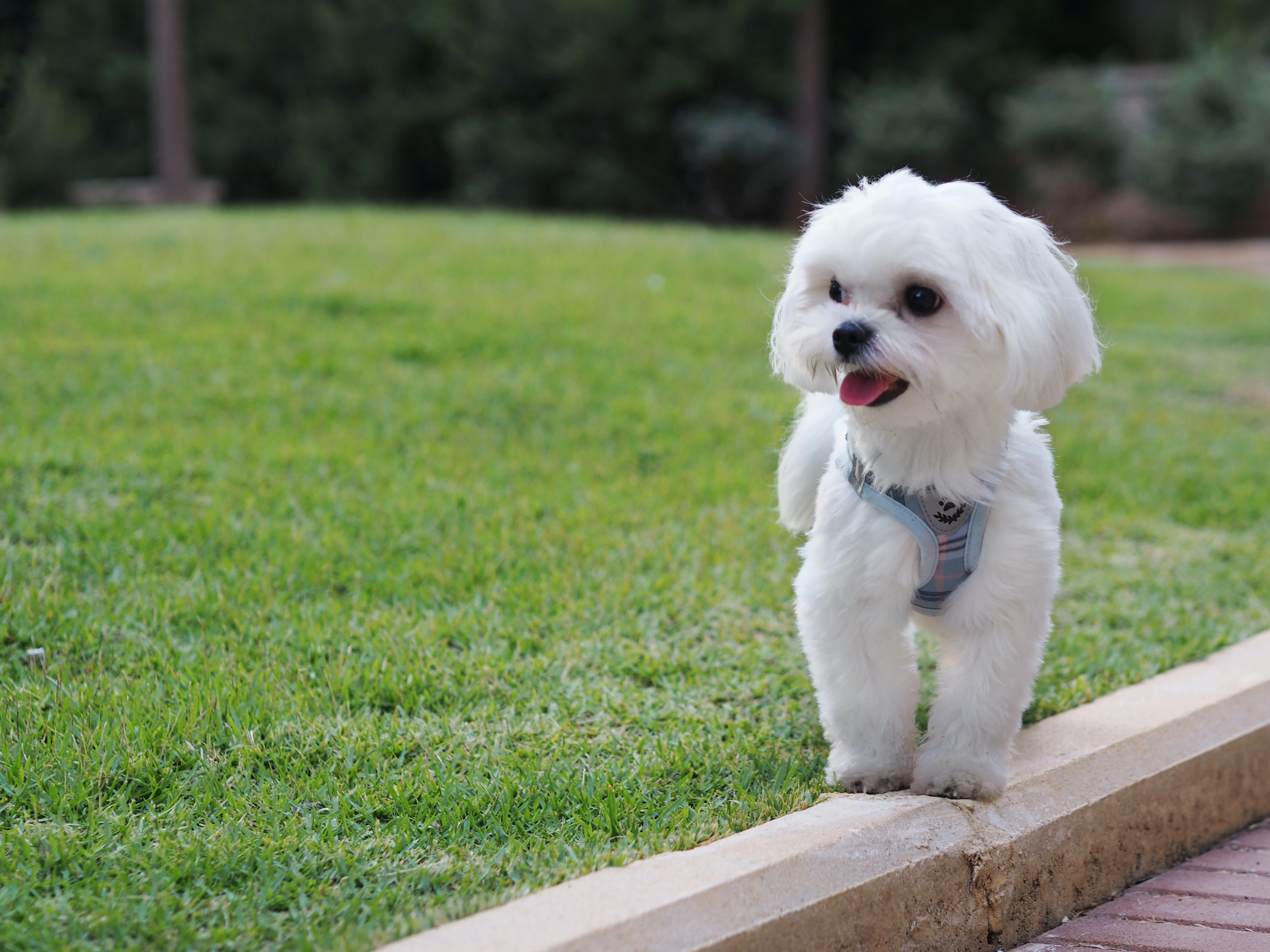 maltese with short haircut