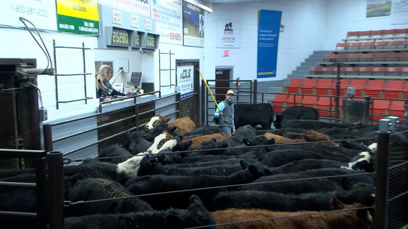 kamloops livestock auction