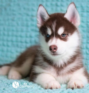 husky siberiano precio