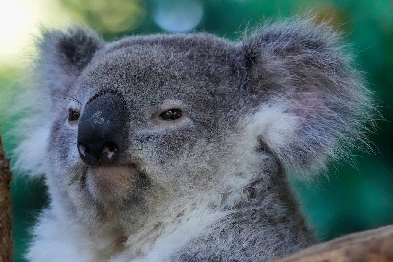 do koala bears have chlamydia