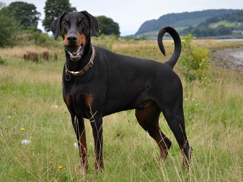 doberman pinscher uk