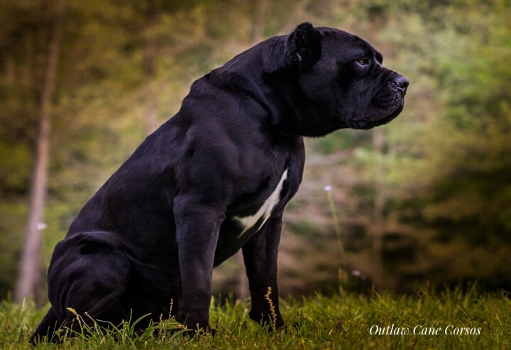 cane corso for sale