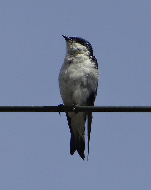 como se dice golondrina en ingles