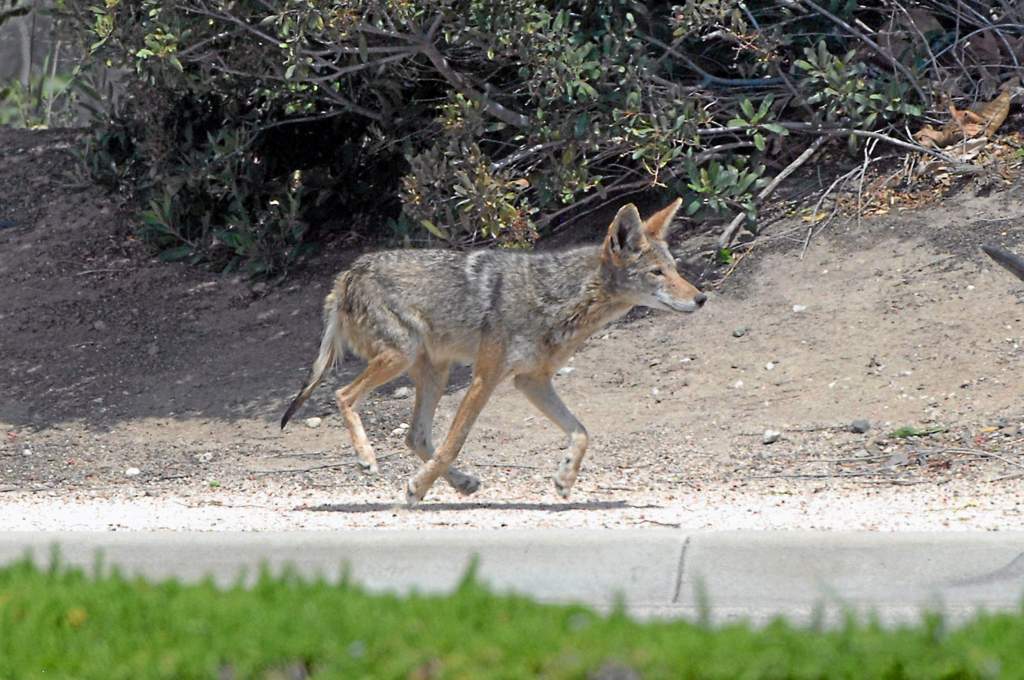 san bernardino coyotes