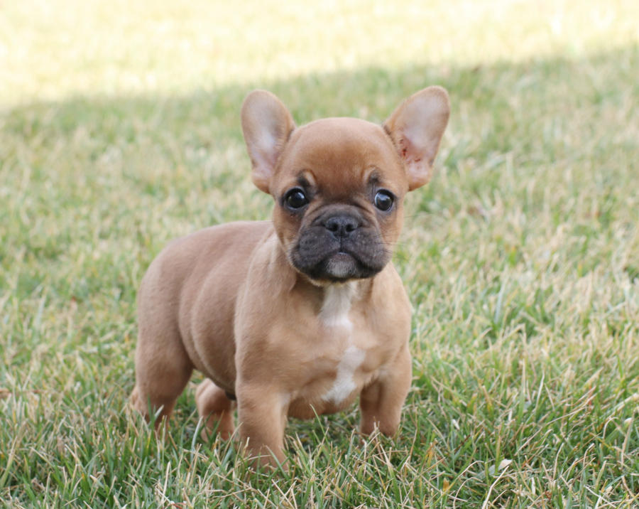 buy frenchie puppy