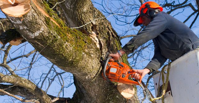 tree removal services near me