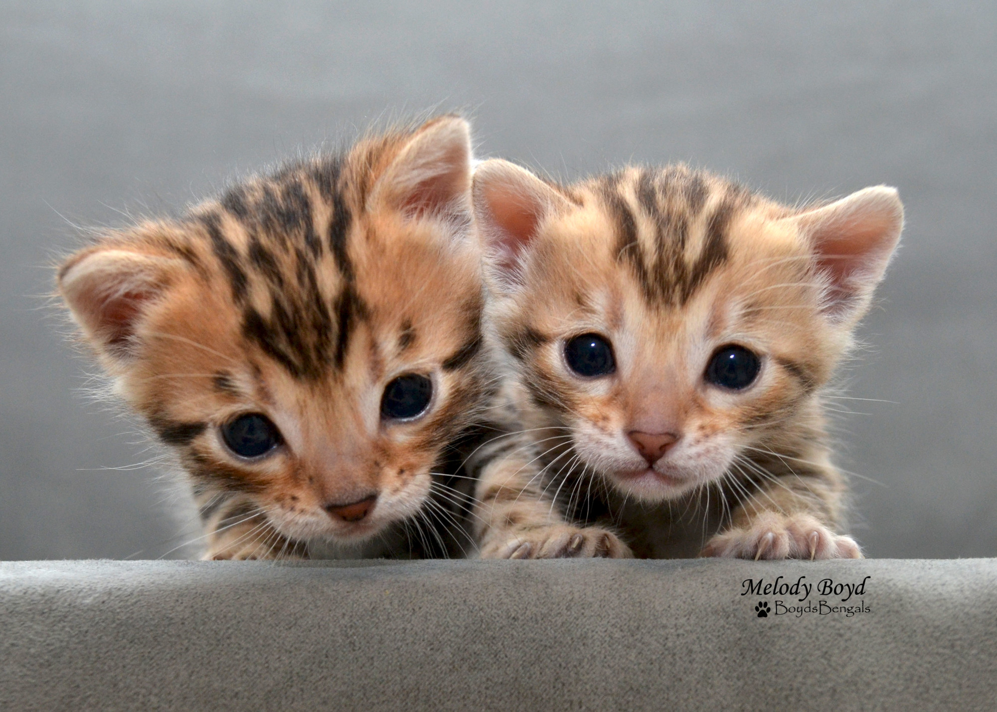 bengal kitten for sale