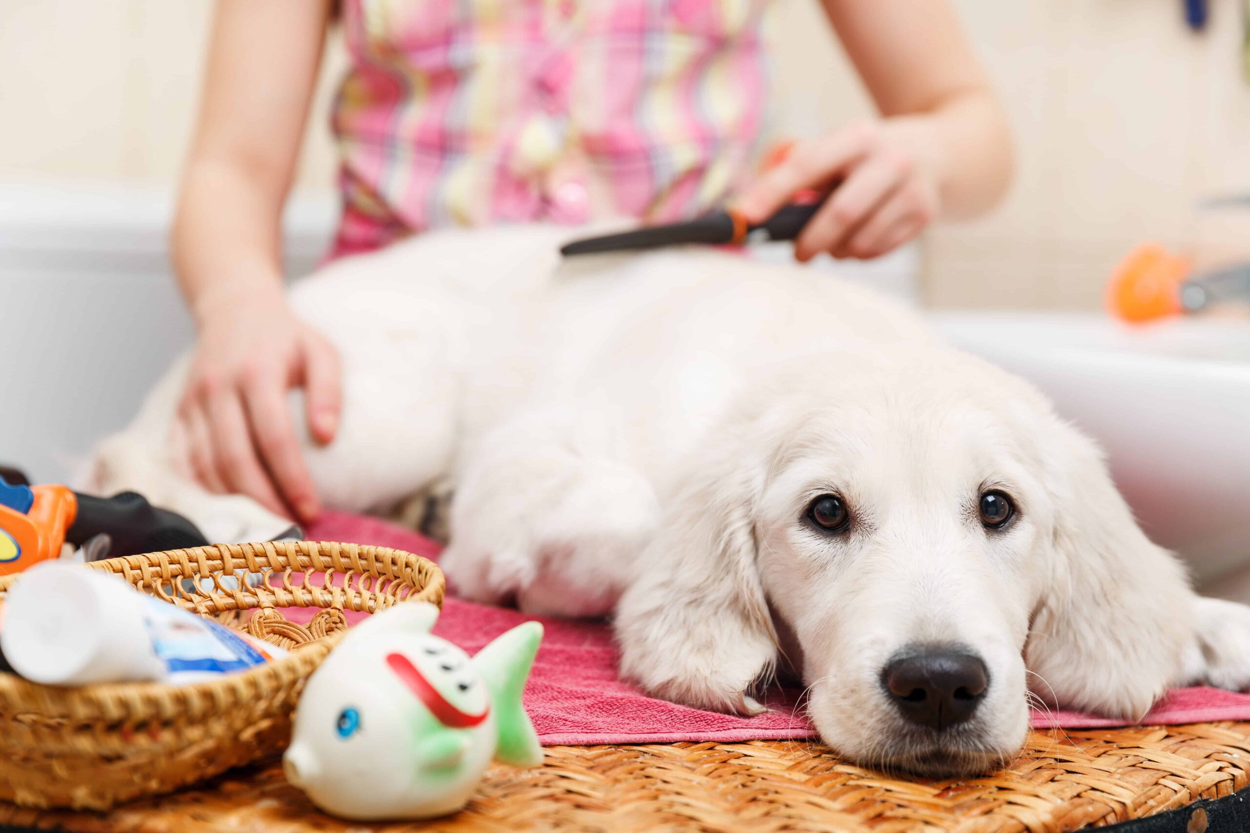 dog groomer salary