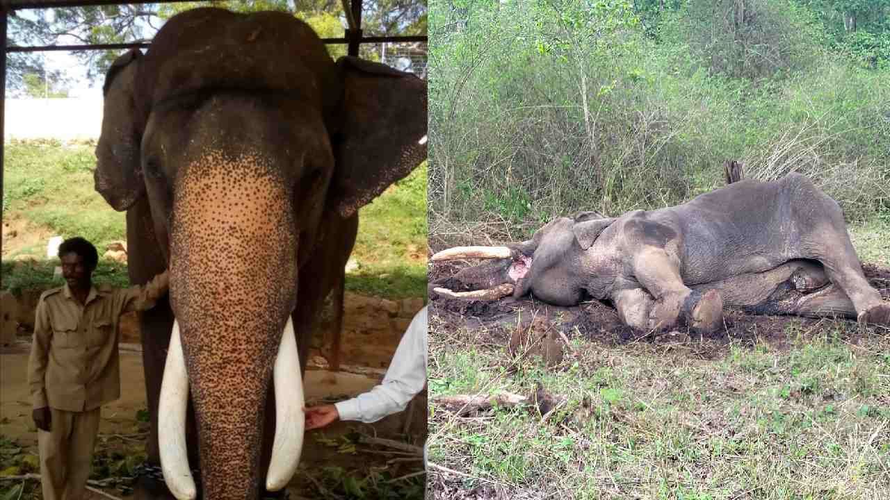 balarama elephant death date