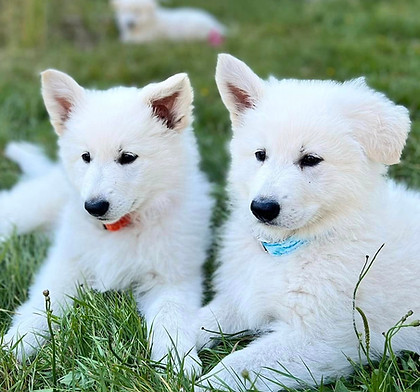 white gsd puppy