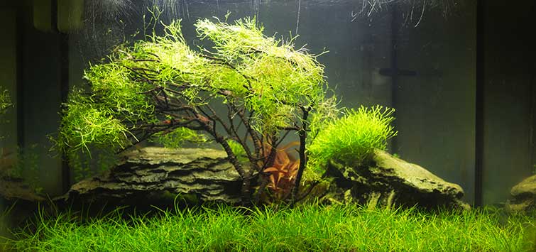 aquascape fish tank