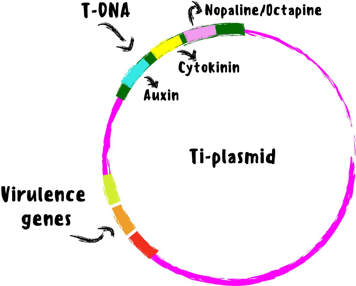 agrobacterium ti plasmid