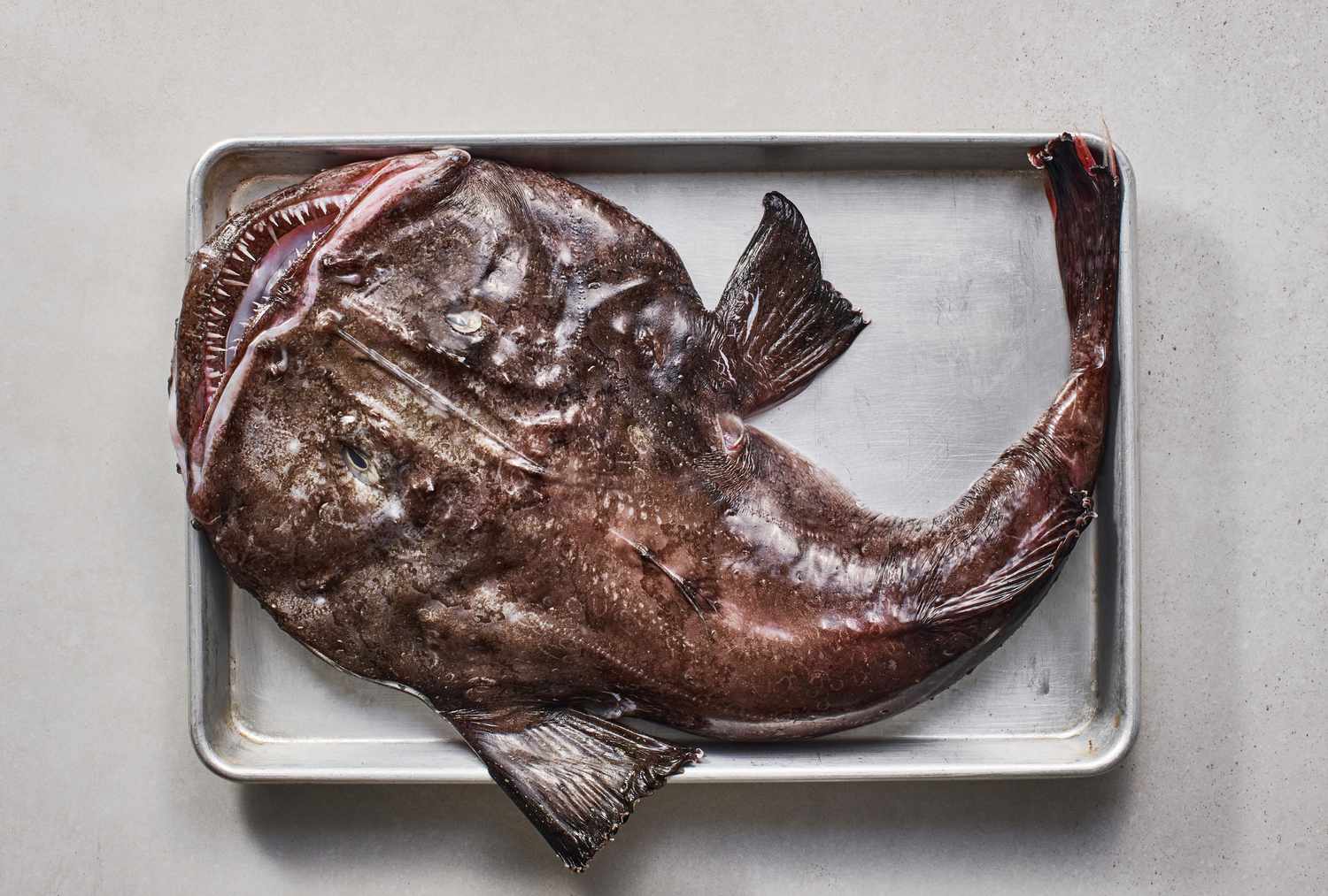 monkfish pics