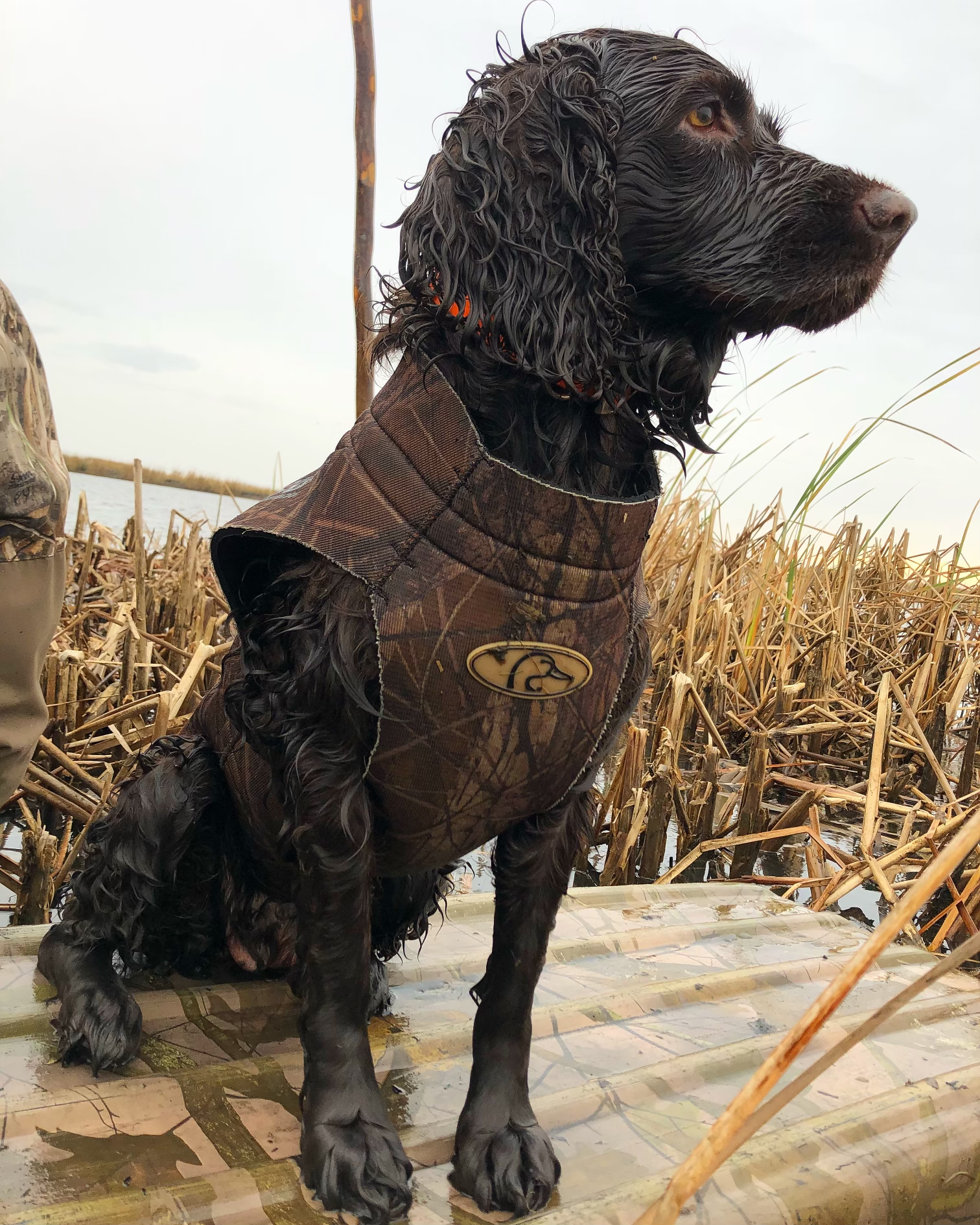 boykin spaniel pictures