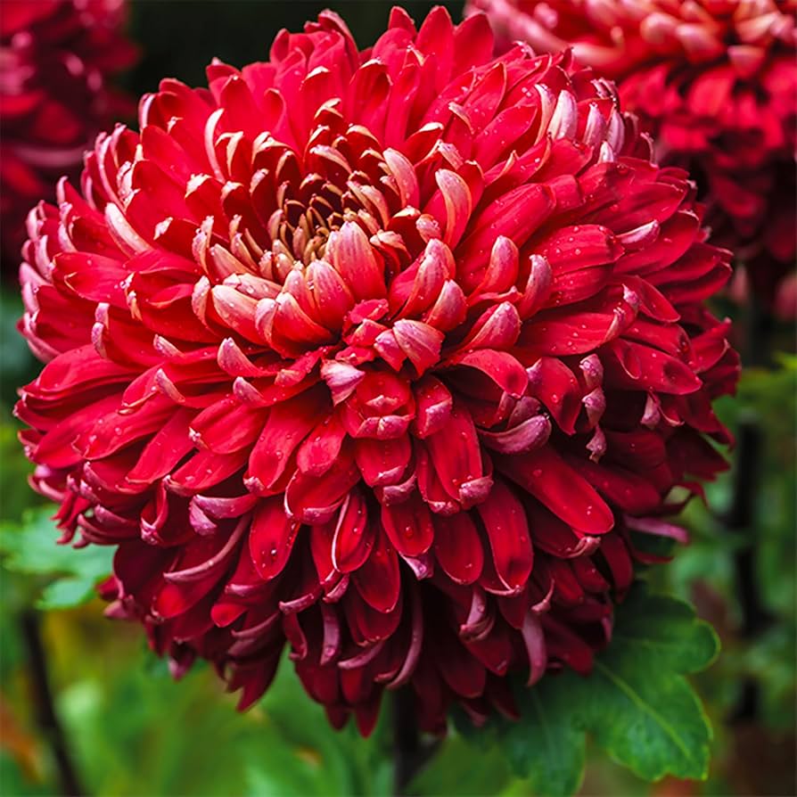 chrysanthemum flower images