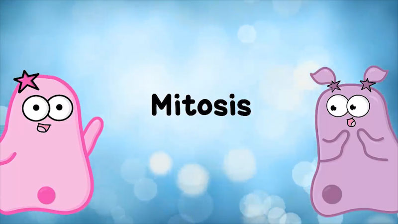 amoeba sisters mitosis