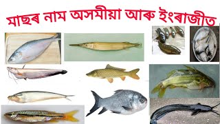 salmon fish in assamese