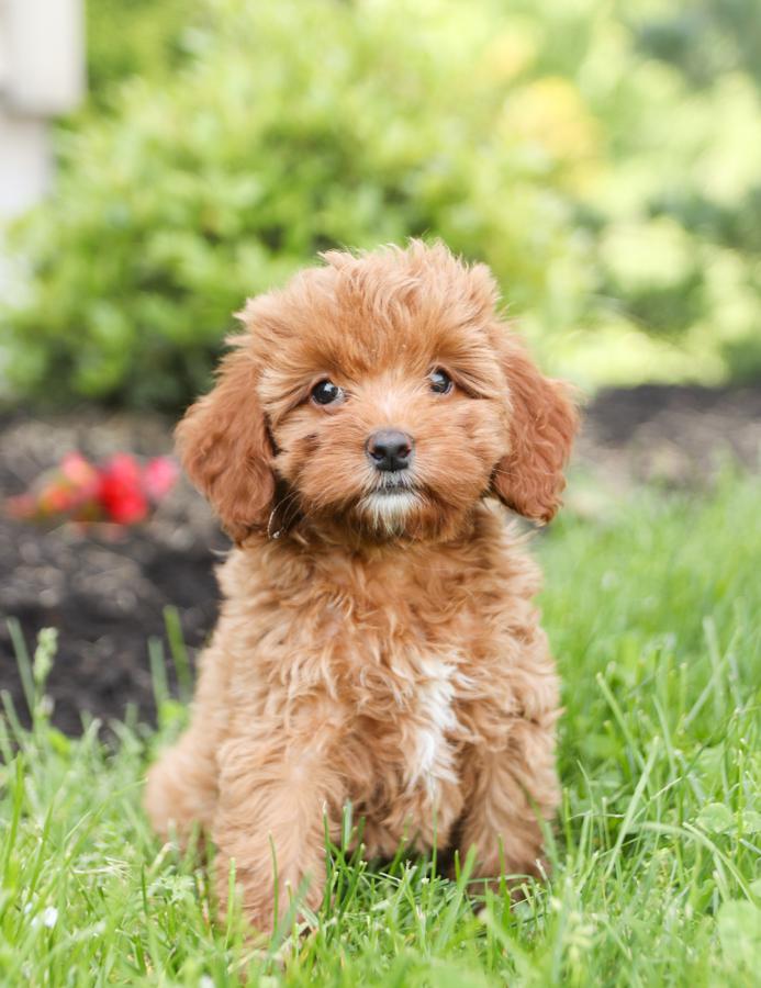 brown cockapoo puppies