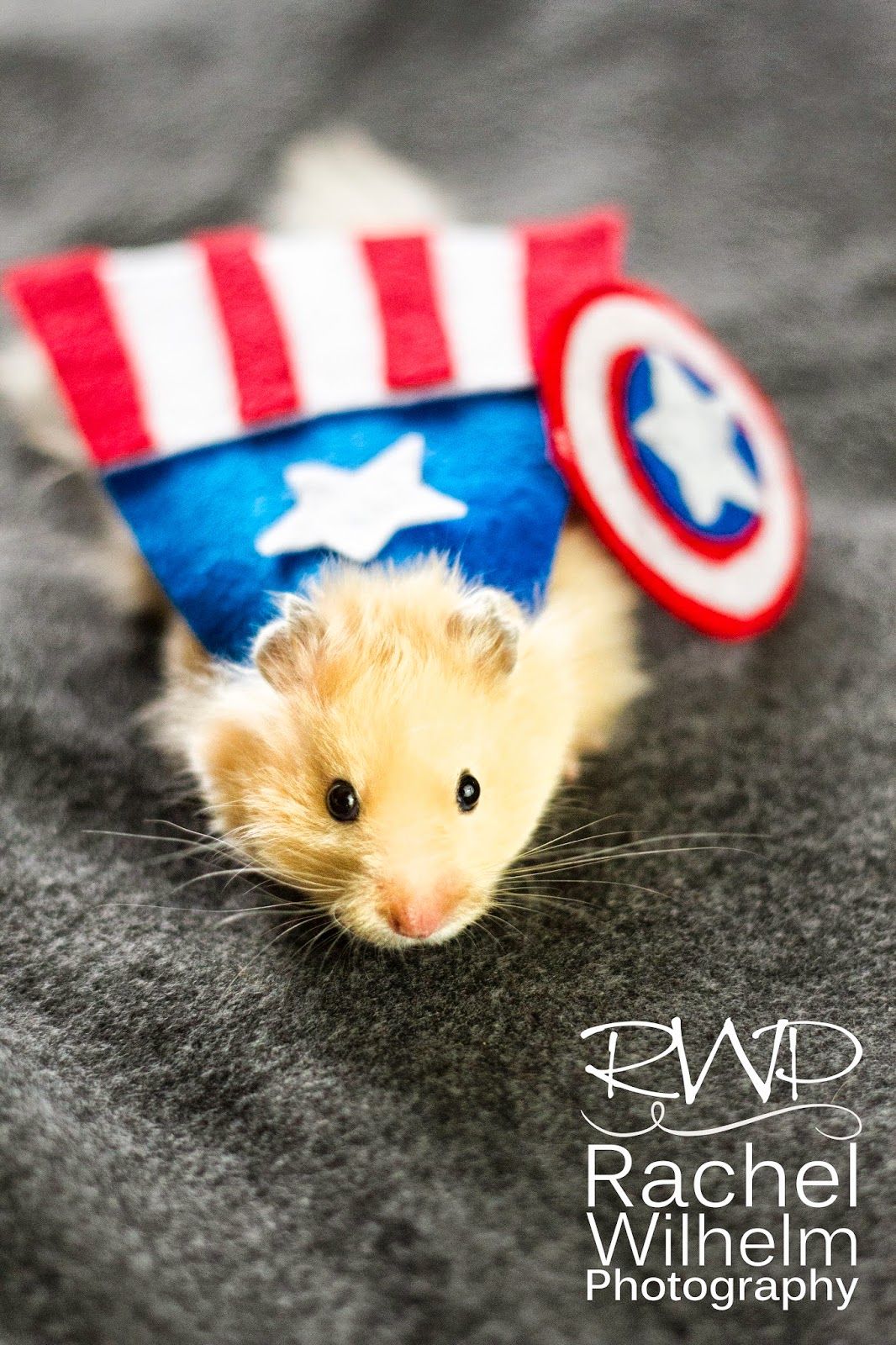 captain hamster