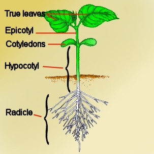 hypocotyl