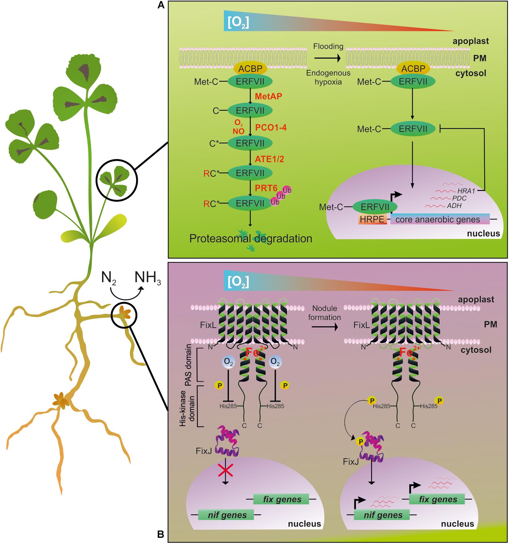 rhizobium is aerobic or anaerobic