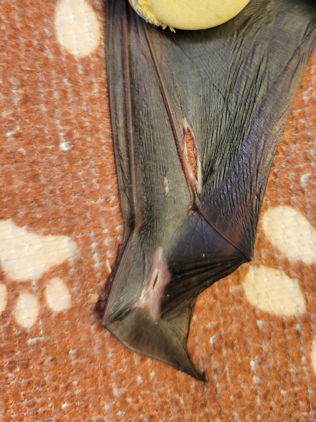 broken bat wing