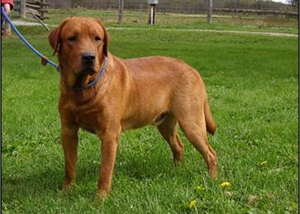 red fox lab puppies for sale ontario