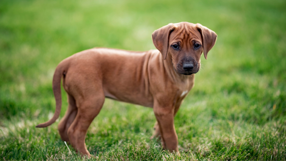 rhodesian ridgeback size comparison