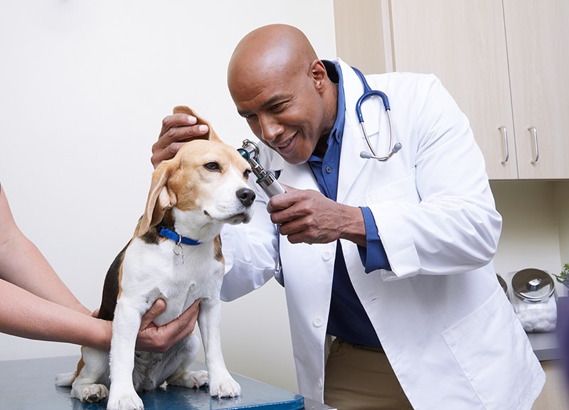 petco veterinarian