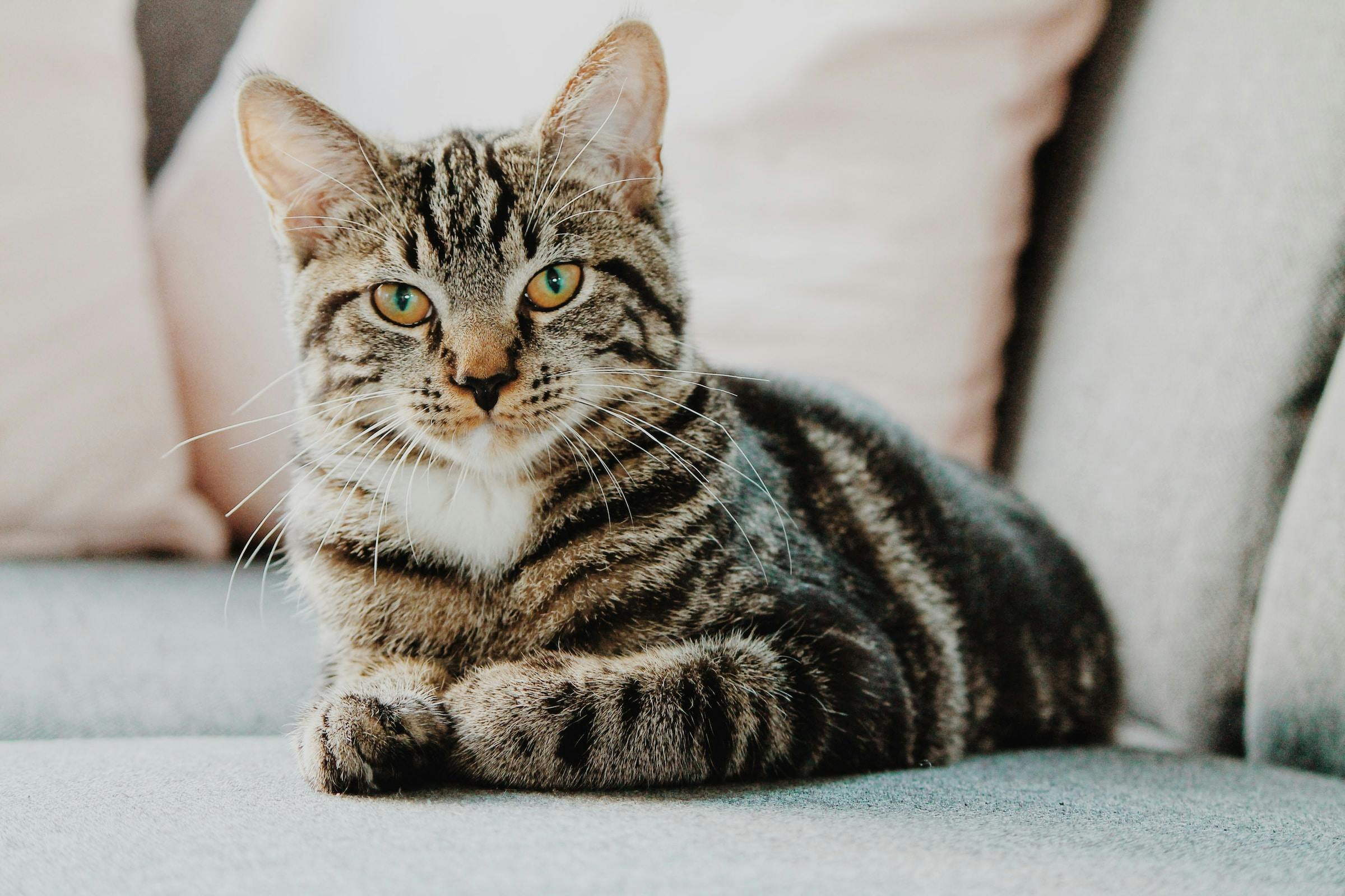 life expectancy for tabby cats