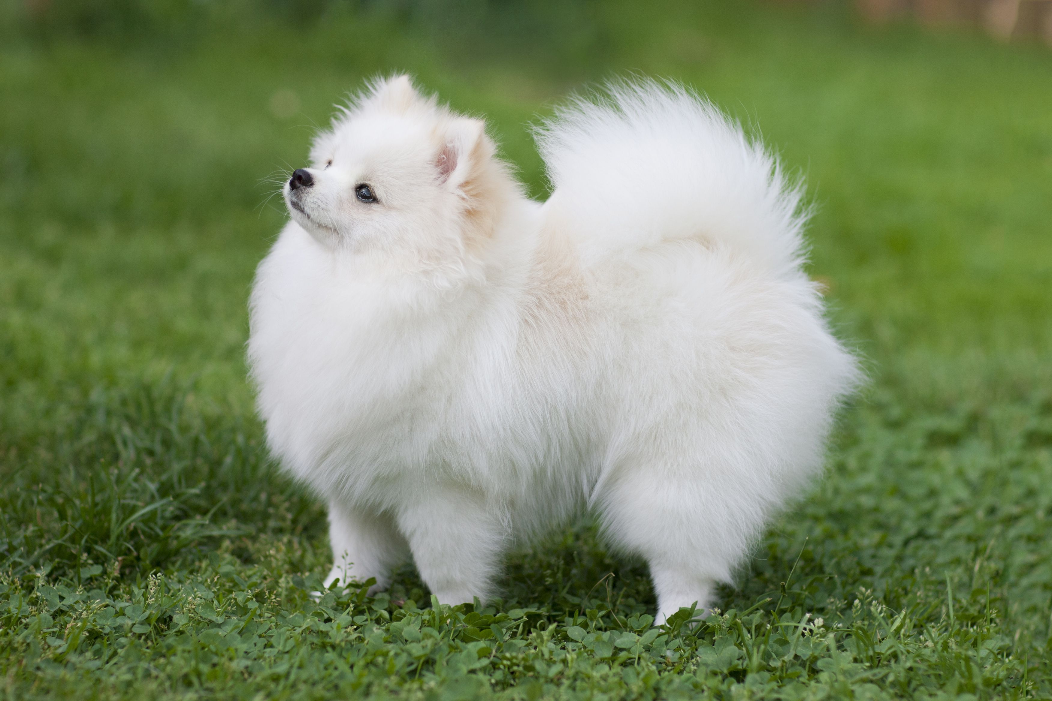 pomeranian female dog