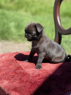 puppies for sale gumtree sydney